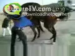 A ranch owner assisting his horses in having sex